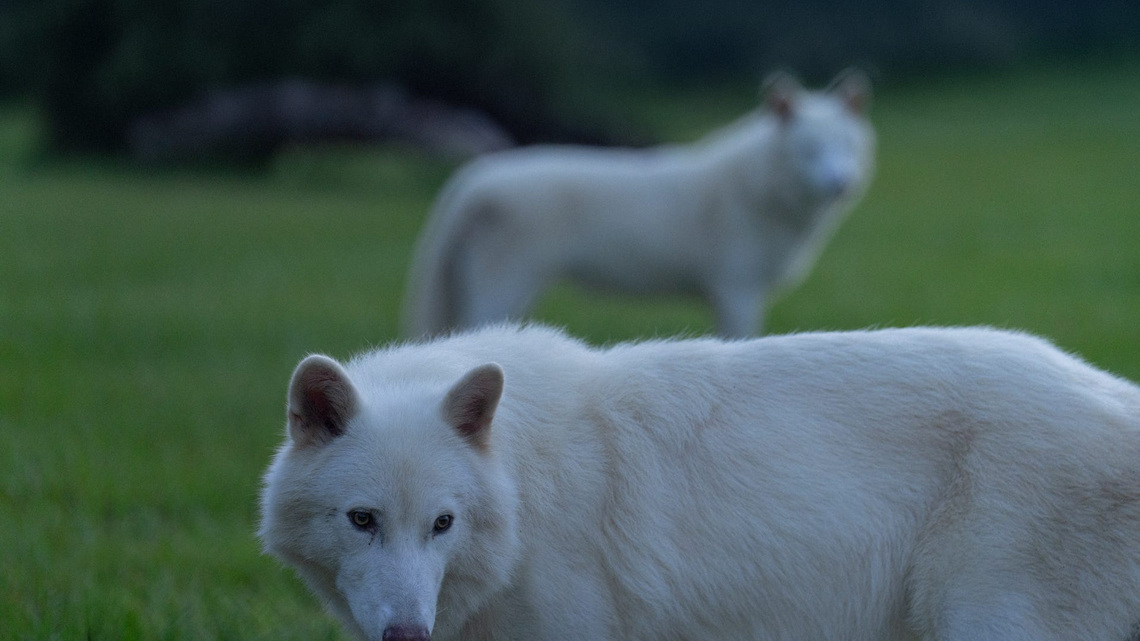 Happy Birthday, dire wolves. Could it be time to grow the pack?