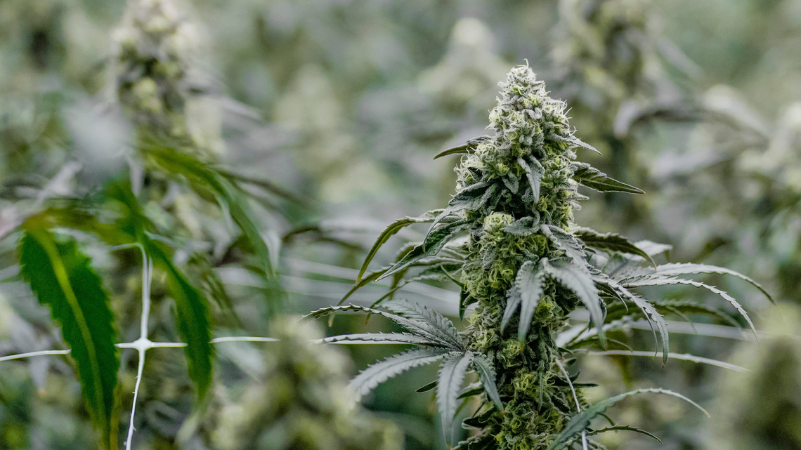 Mazzei, Munson walk fine line on Oklahoma's marijuana freefall