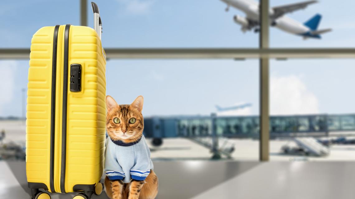 The Top International Countries Pet Parents Are Moving to and Why 
