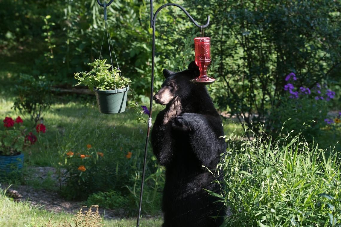 A black bear visiting a hummingbird feeder. 