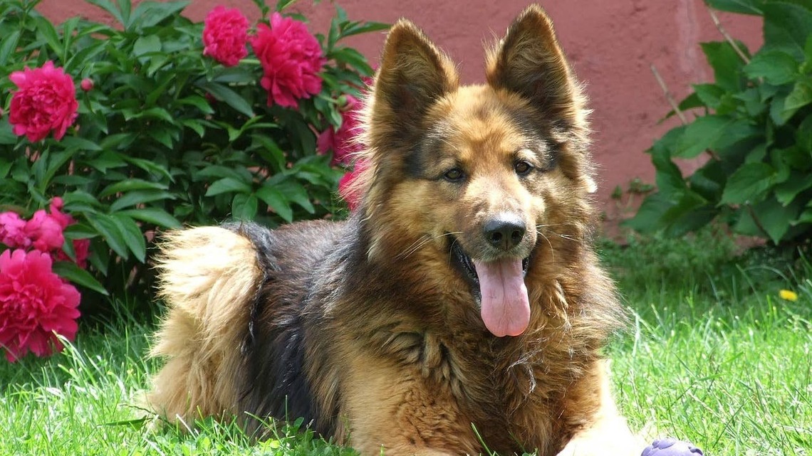 German Shepherd Has a Sincere Message to His Spare Human, and It's Hilarious 