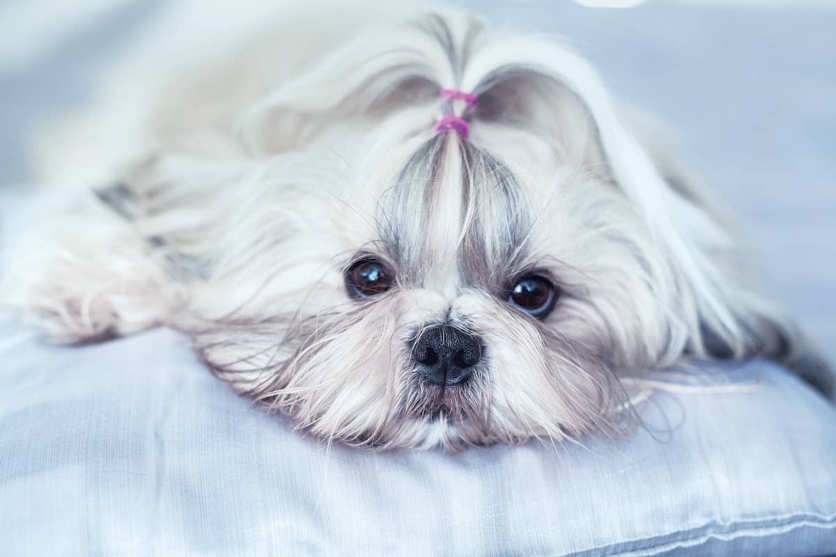  A Teacup Shih-Tzu lying on a bed.