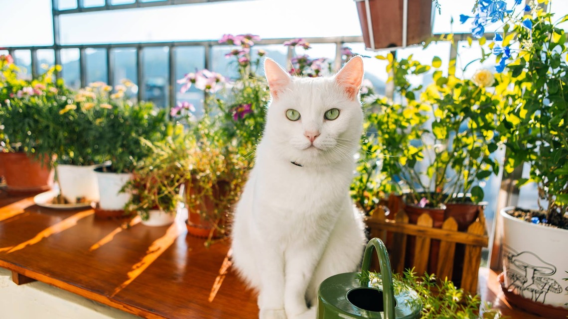 Can Cats Sweat? Everything You Need to Know About Feline Heat Regulation 