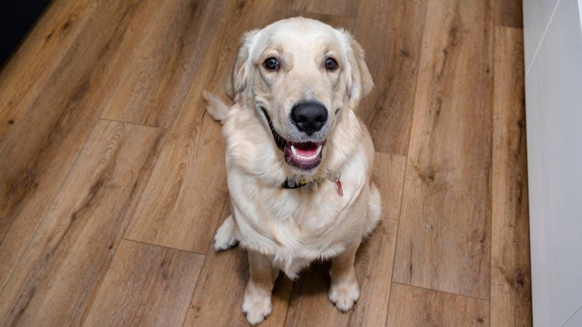 Happy, smiling Golden Retriever sitting on wooden floor, begging for food. 
