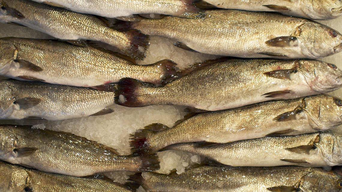 Weakfish once crowded New Jersey waters. No one can agree on why that stopped. 