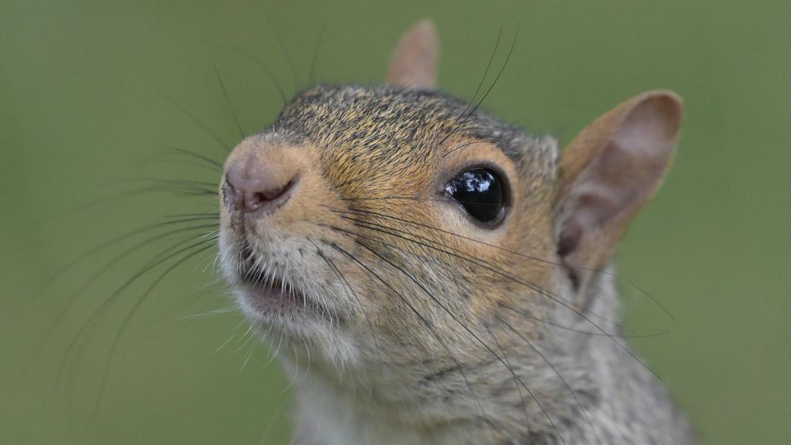 That Viral Vaping Squirrel Video Is Cute — but the Danger to Wildlife Is Very Real