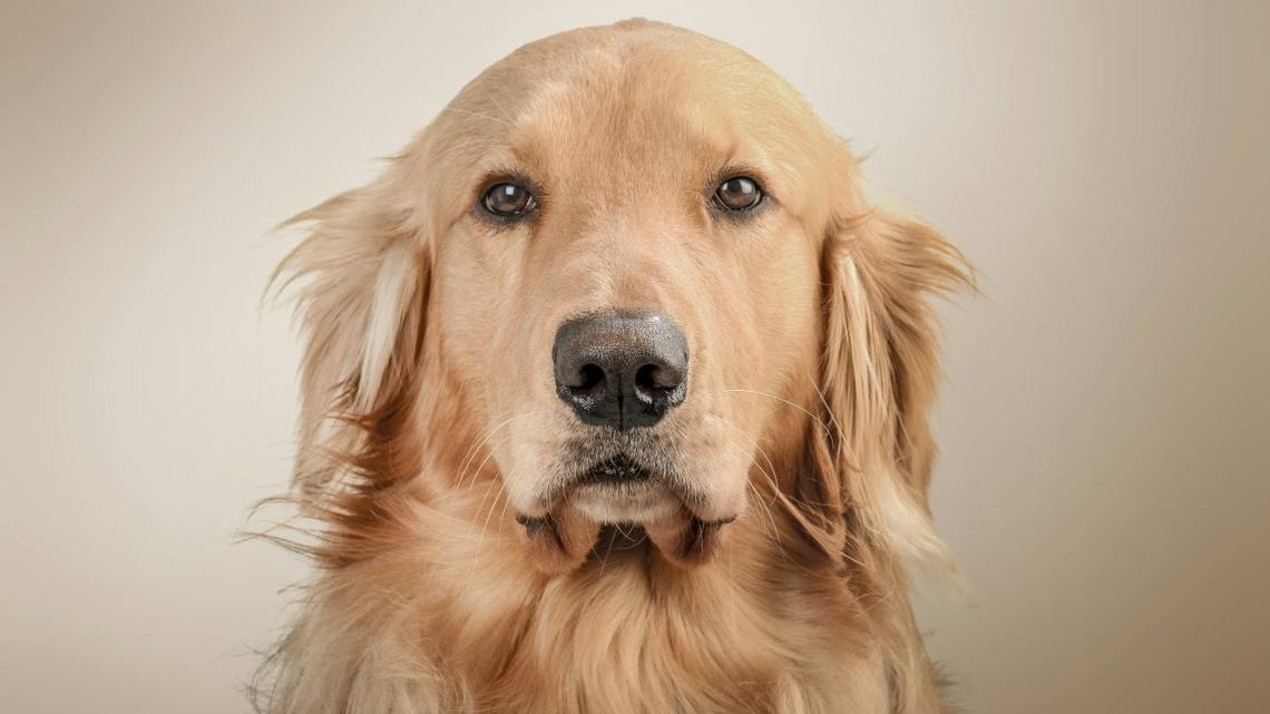 Golden Retriever Refuses To Walk on Tin Foil in Cute, Funny Clip