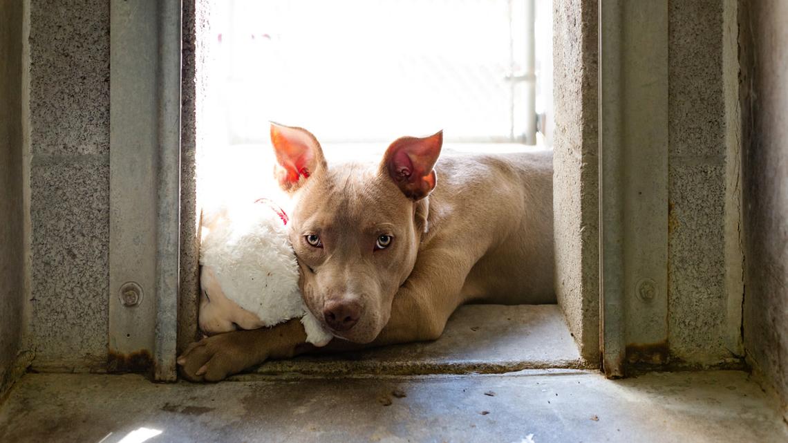 Stray Dog Living in Abandoned Warehouse Gives Rescuer the Sweetest 'Thank You' 