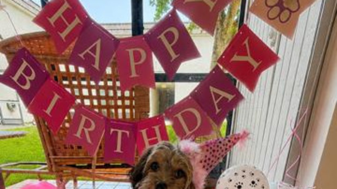 Baking a cake for your dog? One family turned it into a business