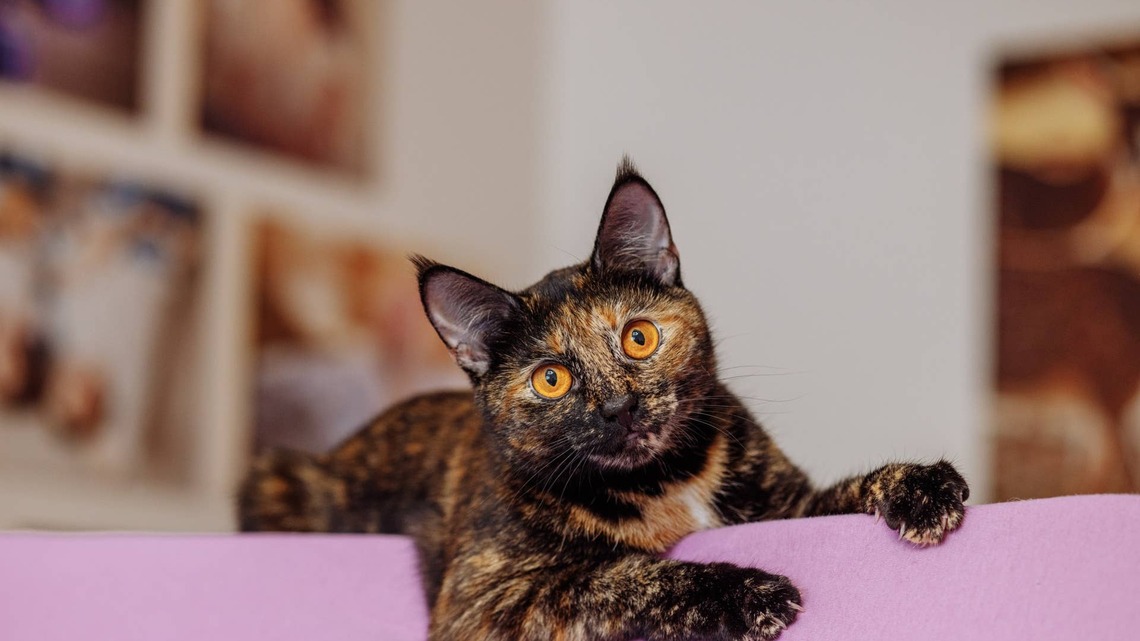Singing Tortoiseshell Cat Has the Cutest Glow-up in Throwback Clip 