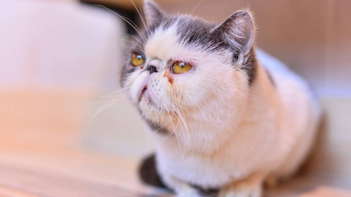 Woman Finds Exotic Shorthair Cat on the Street and It's Heartbreaking 