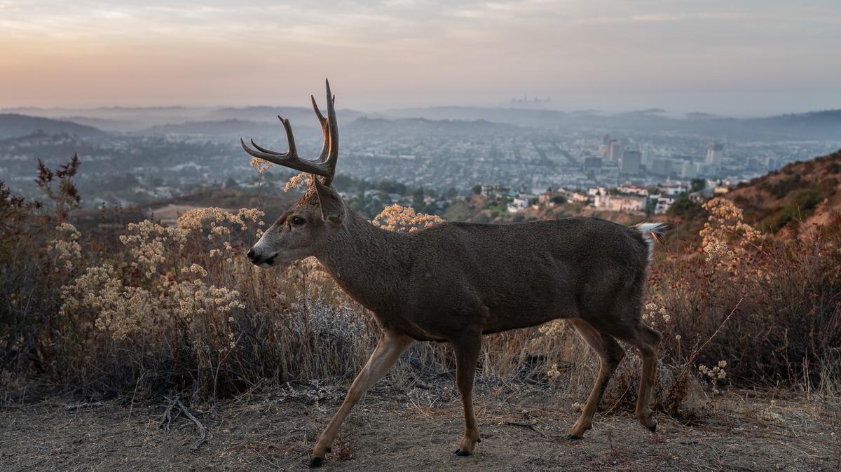 A mule deer is captured by a trail camera as it walks along a game trail in the Verdugo Mountains in Glendale, Calif., Oct. 7, 2024. When people disappeared from the landscape, as they did during the pandemic, wild animals changed how they used space and resources.