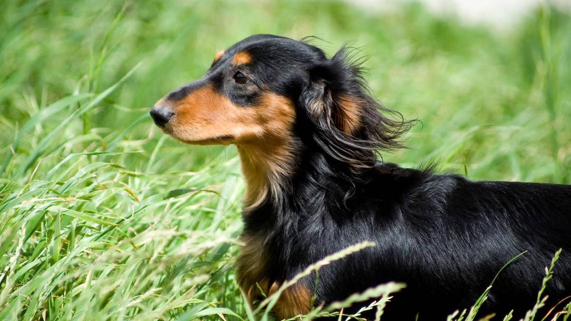Black and brown Dachshund in grass. 