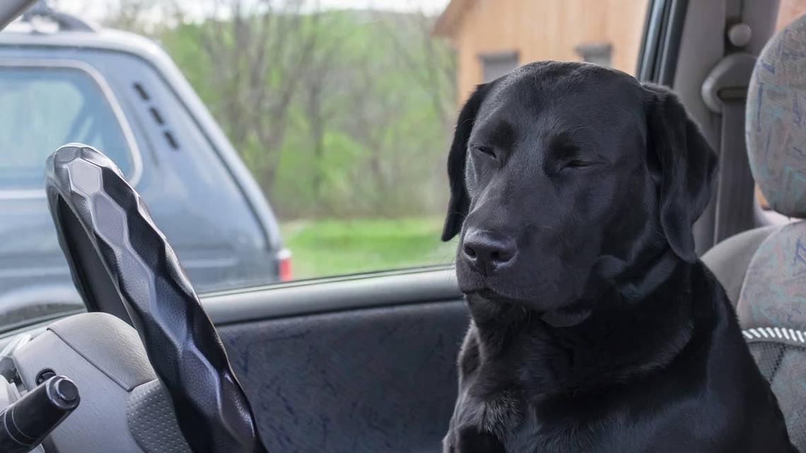 Hilarious Puppy Turns Car Ride Into a Full-On Hostage Situation 