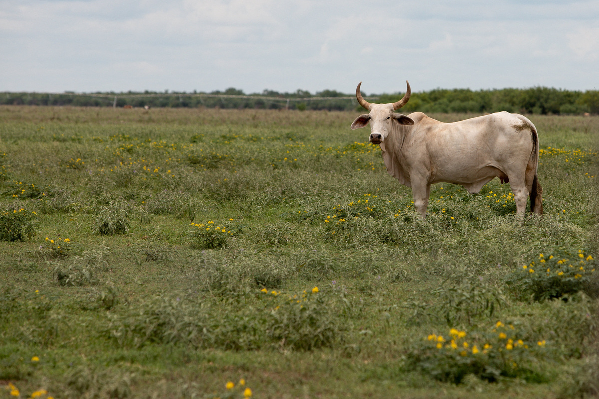 FILE PHOTO: A cow stands in a pasture, a day after the U.S. Department of Agriculture confirmed that New World screwworm was detected in a Texas calf, near Crystal City, Texas, U.S., June 4, 2026.  REUTERS/Kaylee Greenlee/File Photo