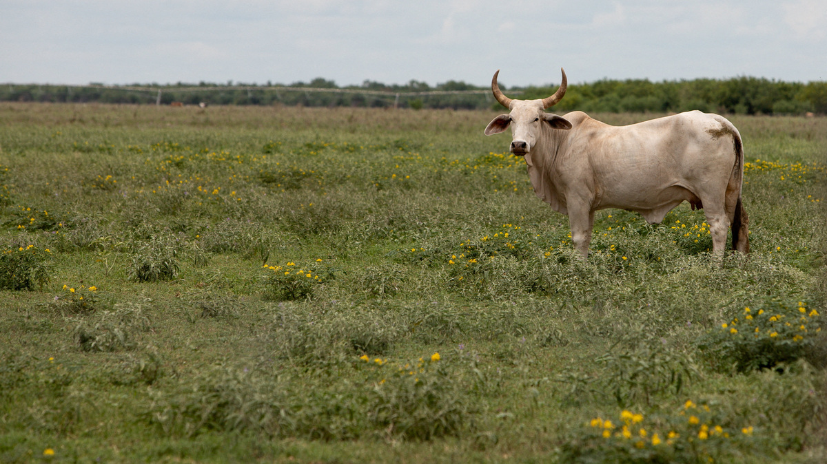 FILE PHOTO: A cow stands in a pasture, a day after the U.S. Department of Agriculture confirmed that New World screwworm was detected in a Texas calf, near Crystal City, Texas, U.S., June 4, 2026.  REUTERS/Kaylee Greenlee/File Photo