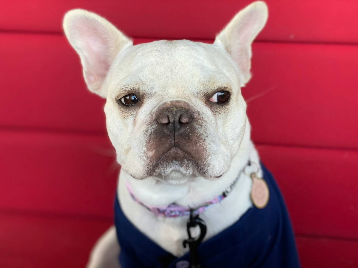  French bulldog giving the side eye.