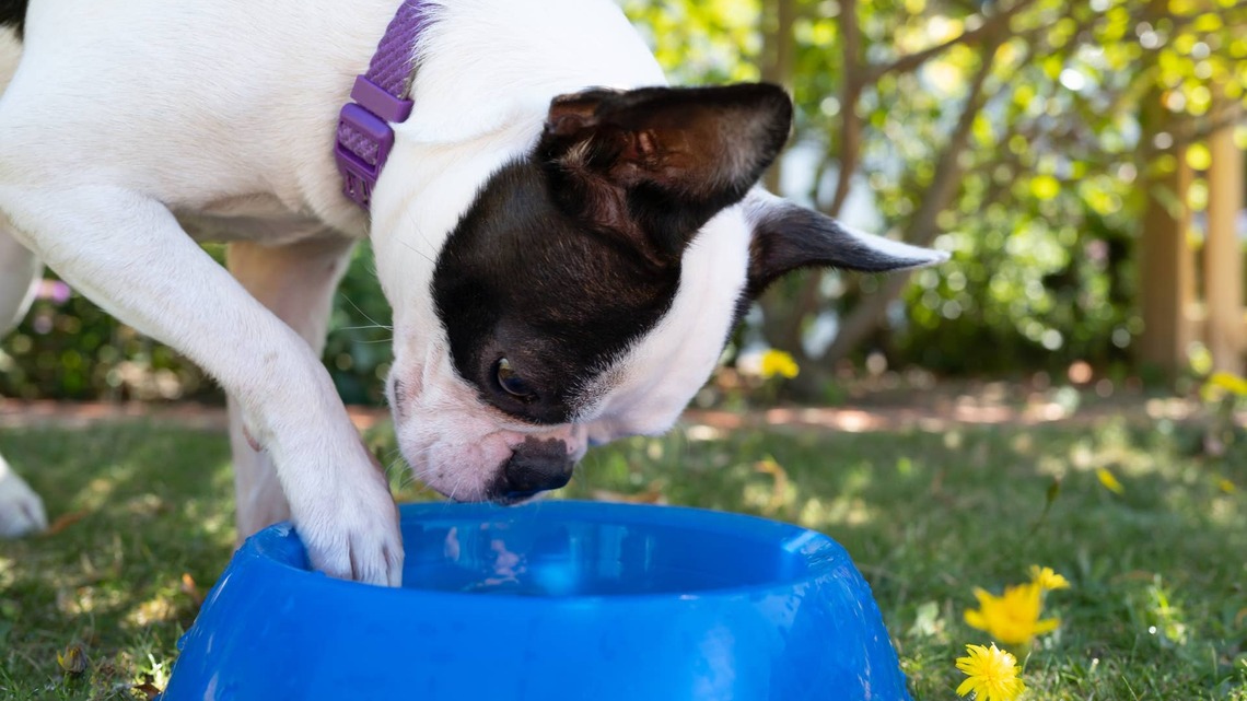 Overweight Boston Terrier Hilariously Picks Every Carrot Out of Her Food 