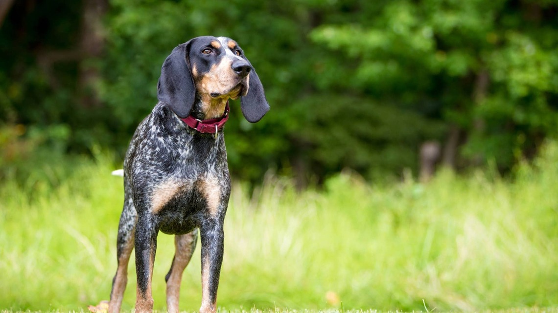 Hound Dog Tries To Play With a Gang of Turkeys, but They're Not Having It 
