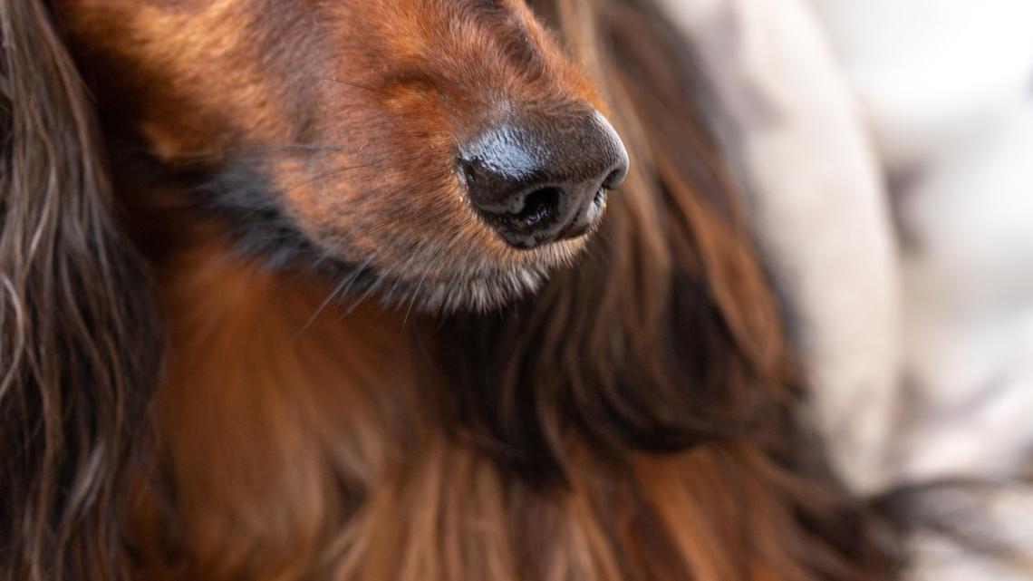 14-Year-Old Dachshund Looks the Same as His Puppy Picture and We Want His Anti-Aging Secret 