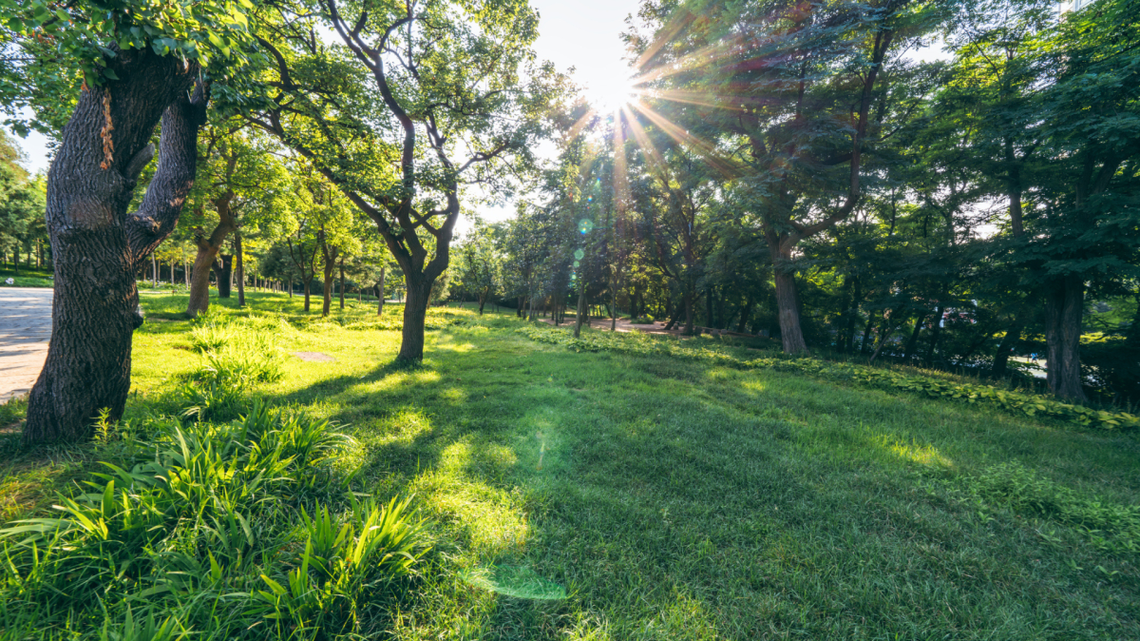 This Is the Best Grass Seed for Shade-And Why Most Lawns Fail Without It 