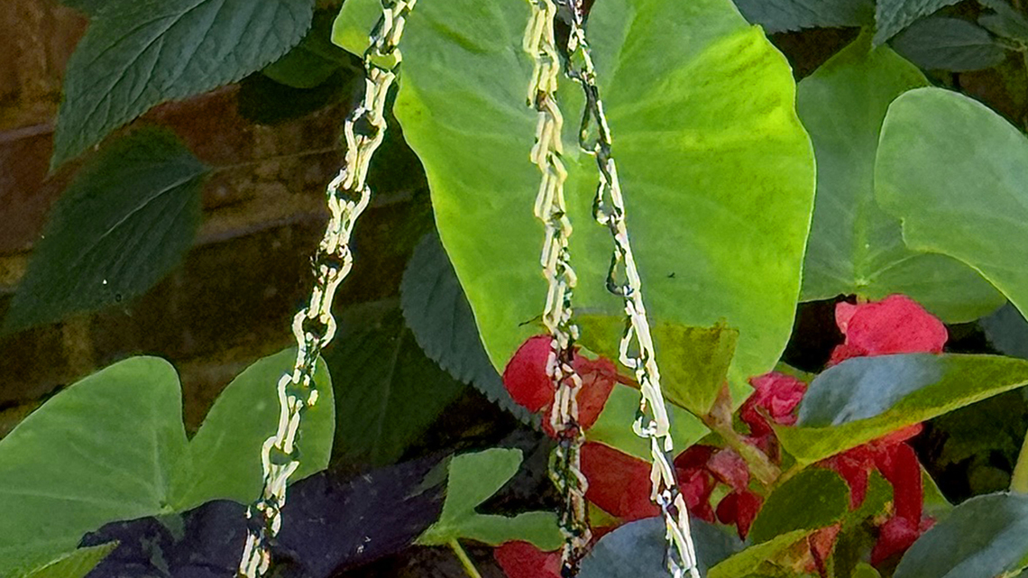 On Gardening: This begonia is a 'surefire' winner