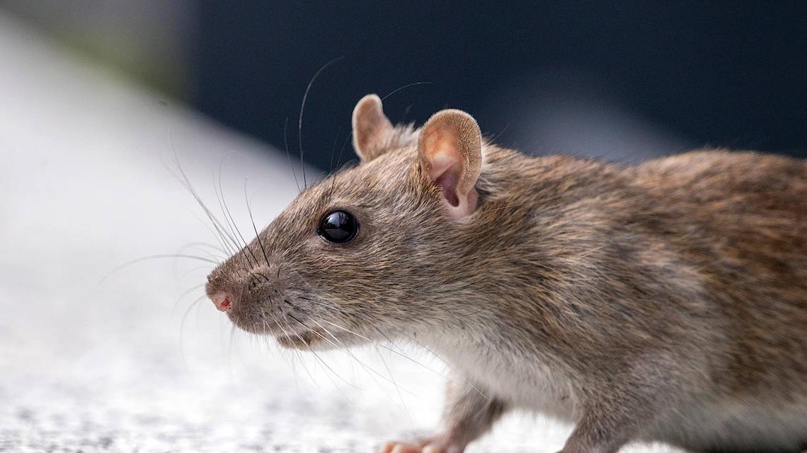 This Cute Video of a Pet Rat 'Discovering' Soup Feels Like a Lost Scene From 'Ratatouille' 