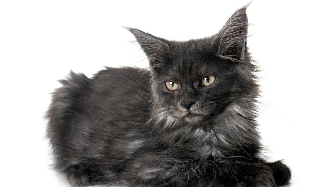 Stunning Smoke Gray Maine Coon Kitten Looks Like a Little Old Man 