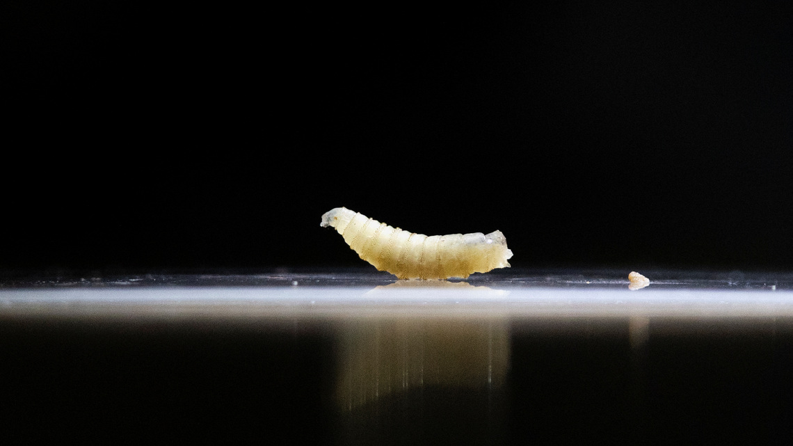 Screwworm infests US horse before port reopens to Mexican livestock