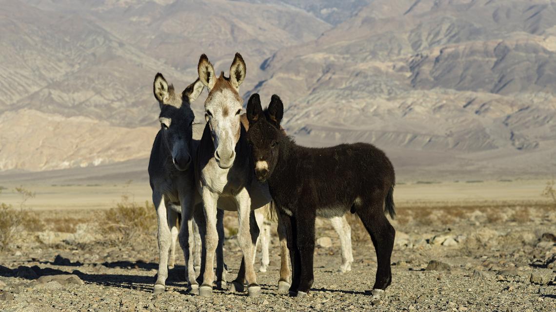 Donkeys are being shot with arrows in California's Inland Empire region. There's a $50,000 reward to find the culprit 