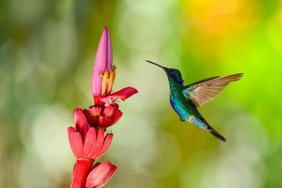  A hummingbird attracted to a red tubular flower in a garden..