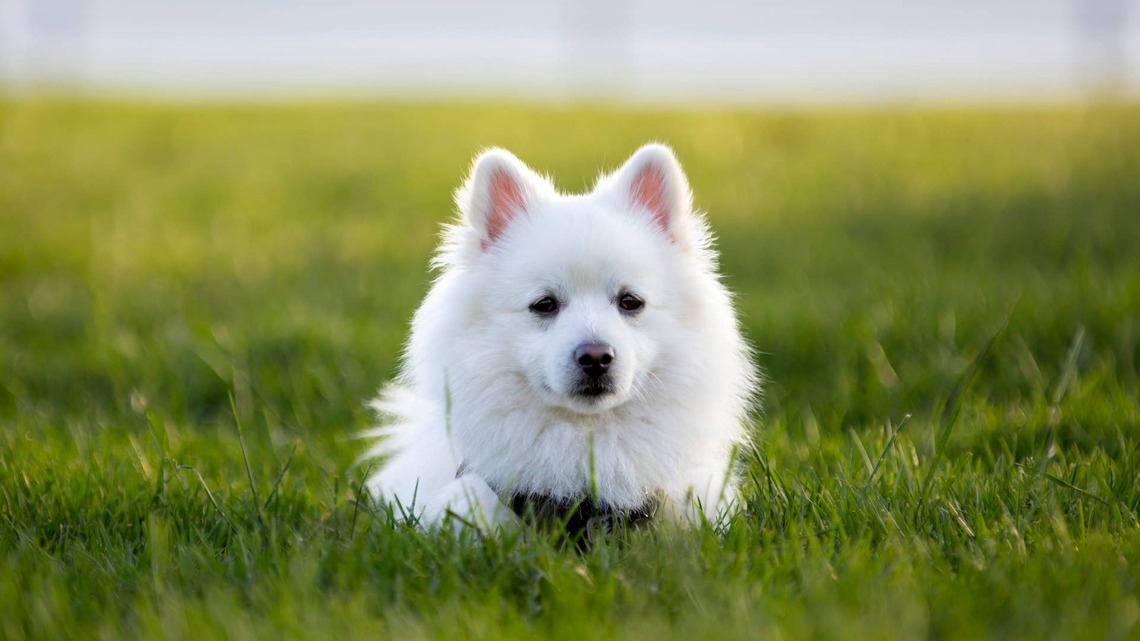 This White American Eskimo Dog's Post-Lawn-Mowing Adventure Comes With a Surprising Makeover 