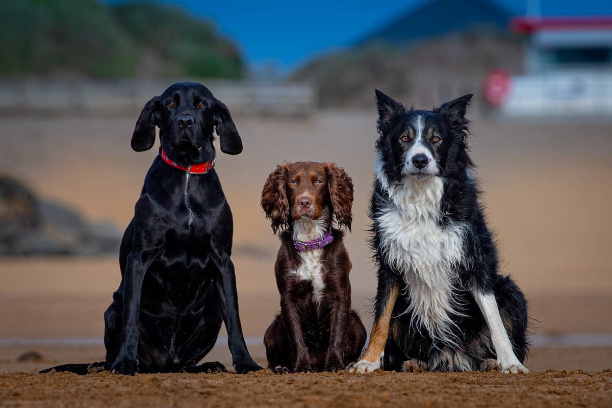  A group of dogs at the beach.