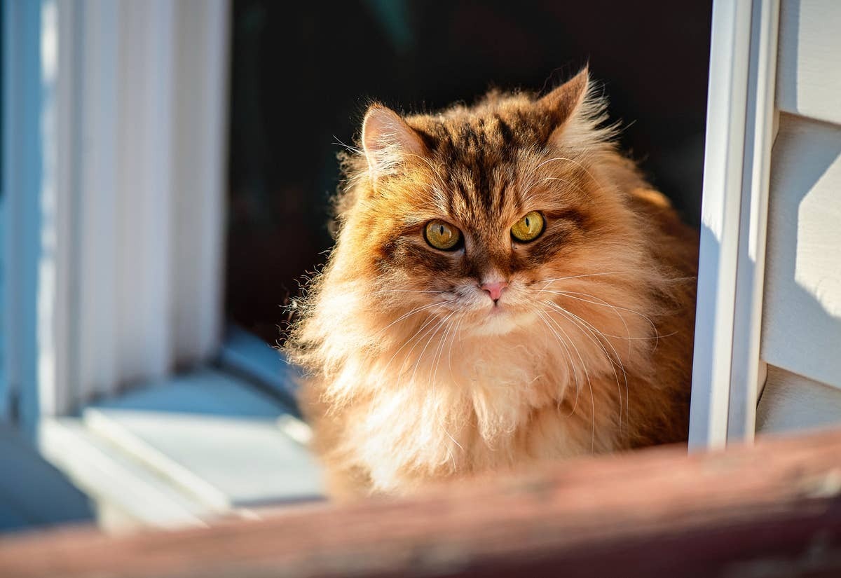  These fluffy cats are great companions for the right people.