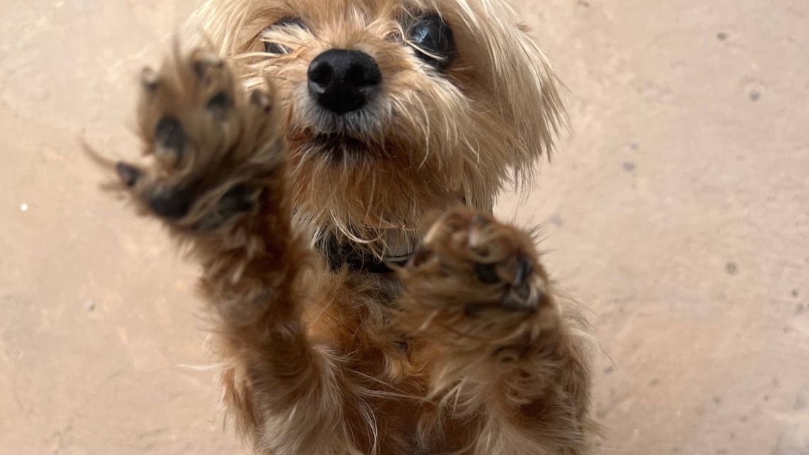 Tiny Yorkie Looks Like a Toilet Brush and Has No Business Being This Cute 