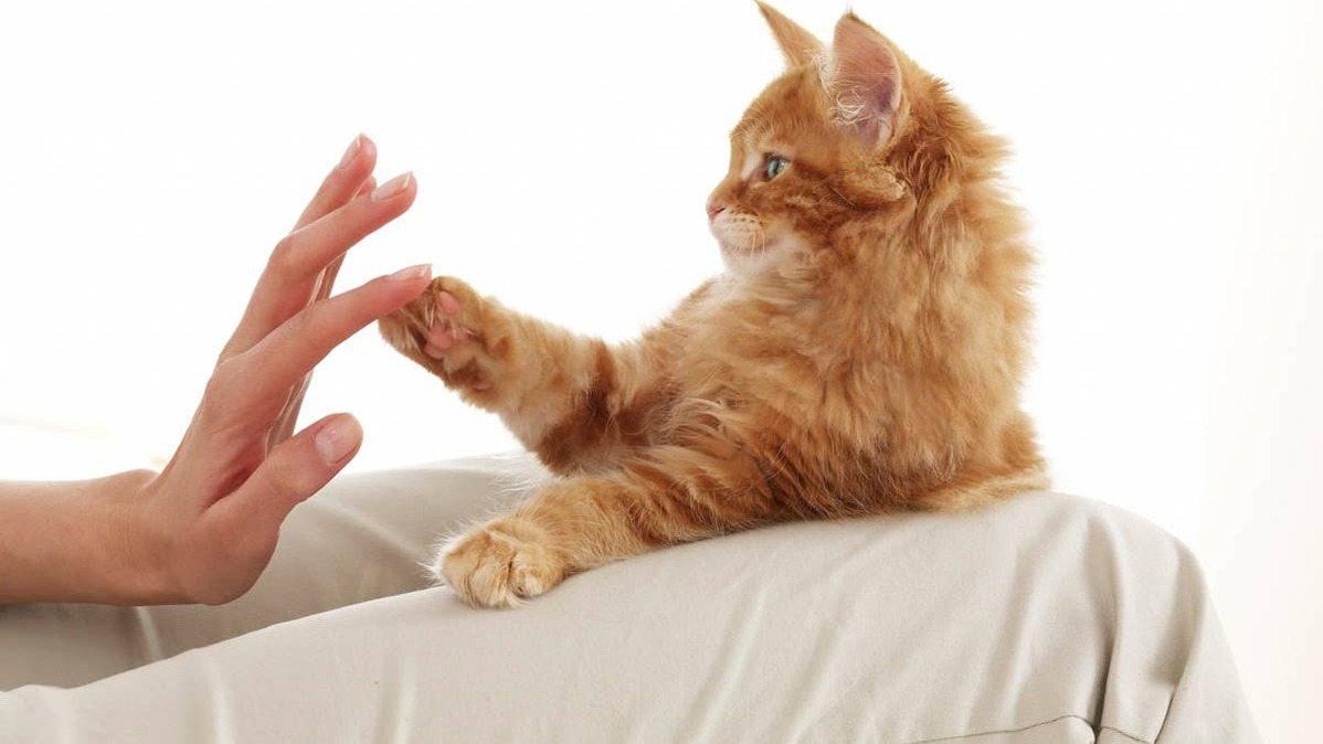 A cat onmly shows its belly to people they trust. 