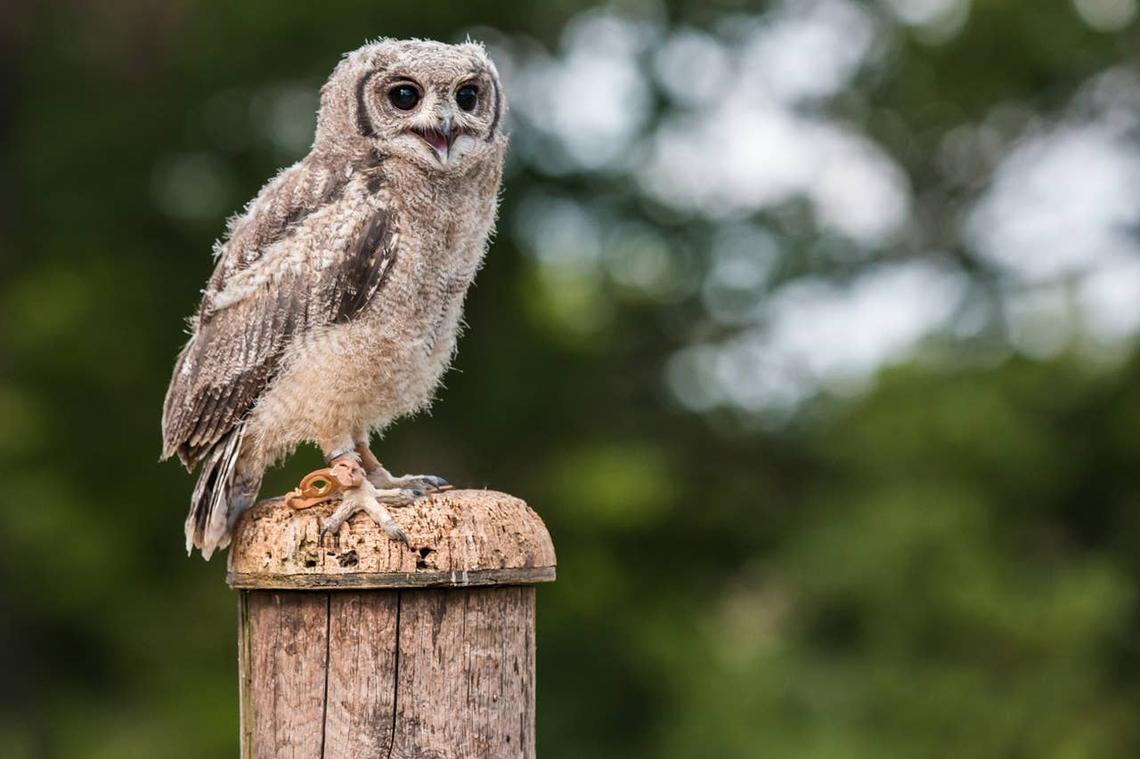  A wise owl thinking about life. 