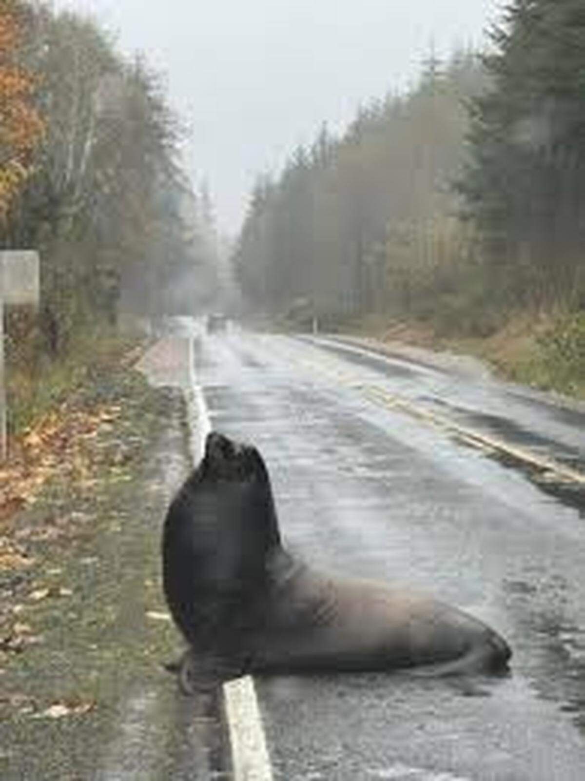 A sea lion parked in the middle of the road was reported to the Washington state Department of Fish and Wildlife near Blue Slough Road outside Cosmopolis in Grays Harbor County.
