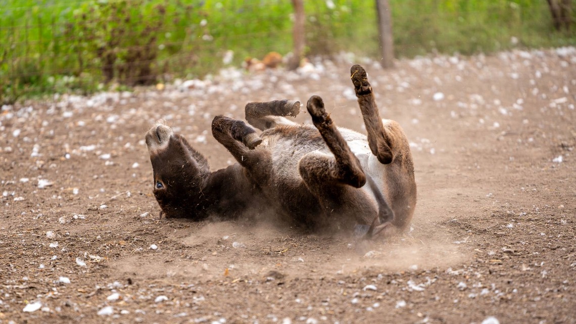 This Donkey Duo Proves Copycat Behavior Isn't Just for Felines 