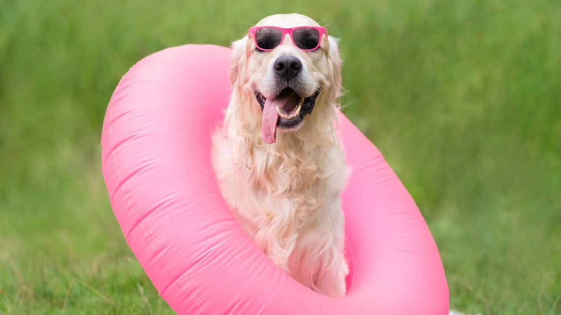 Golden Retrievers Order Ice Cream From Floatie Like Summer Icons 