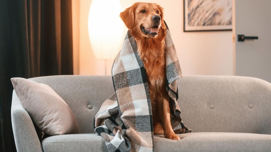 Golden Retriever Is Totally Enraptured While Watching Barbie Movies With Mom 