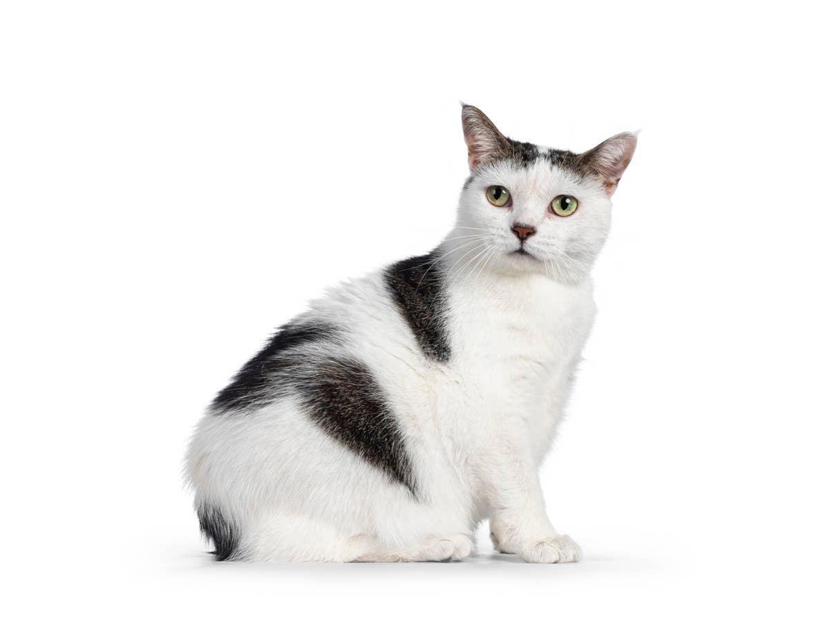  A Manx cat sitting up who is loyal and playful.