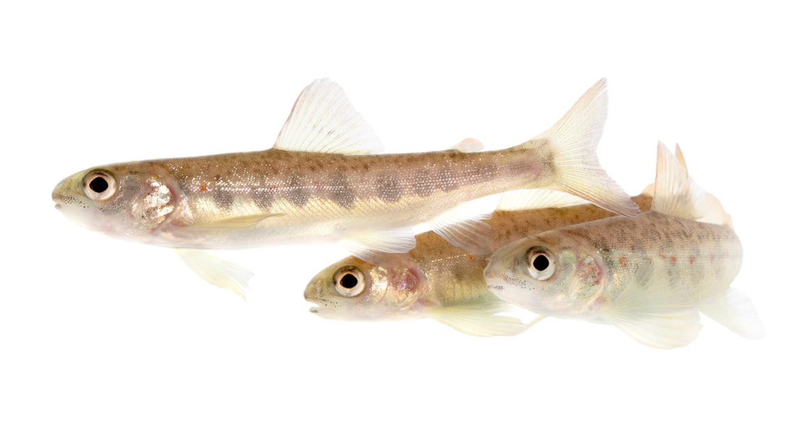 Scientists tracked 105 juvenile Atlantic salmon over eight weeks in Lake Vättern, Sweden, to study their behavior on drugs. (SWNS). 