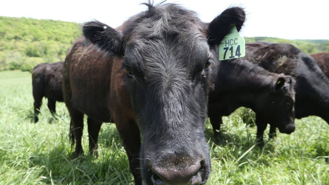 Second New World Screwworm case confirmed in Texas cattle 