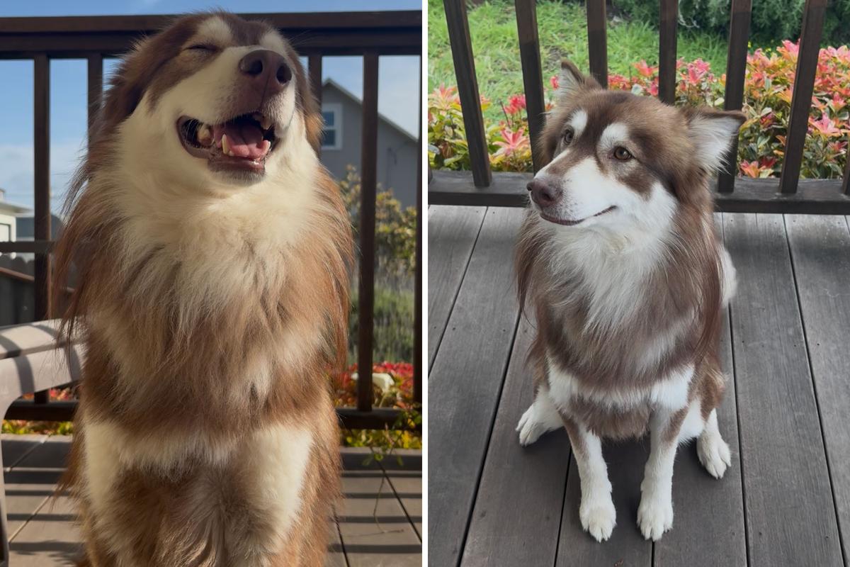  Photos of a 2-year-old husky and Australian shepherd mix during an at-home intelligence test for dogs. 