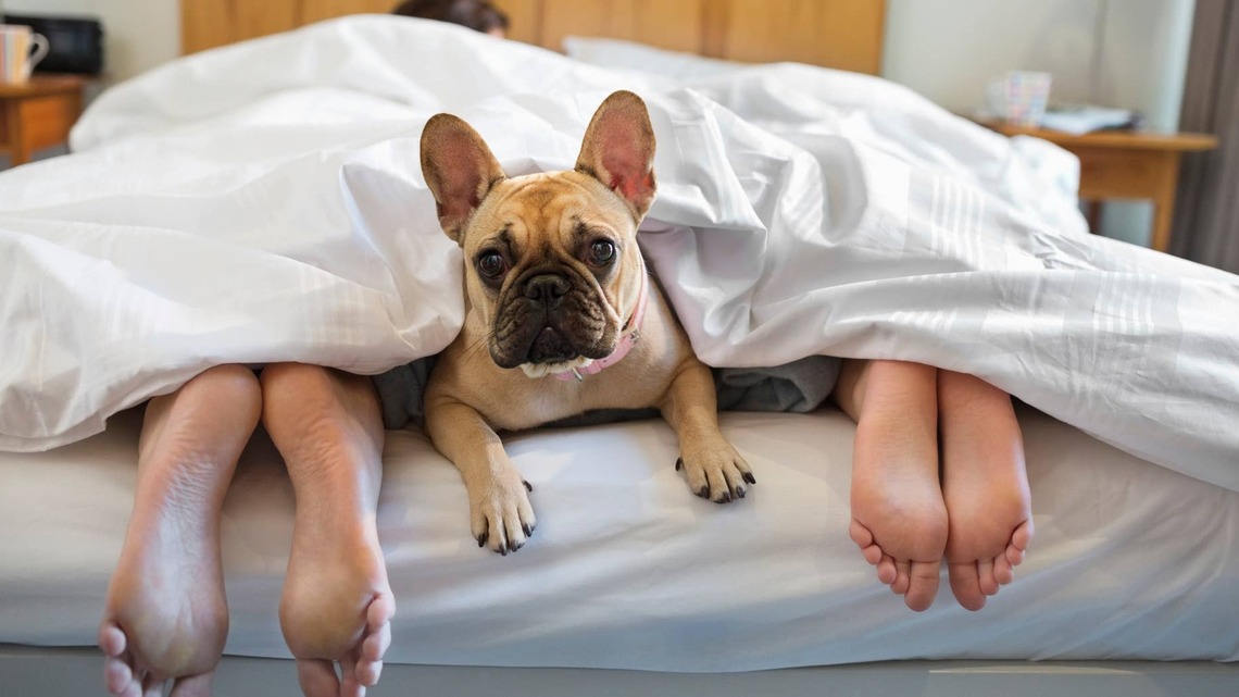 Dog Owners Blamed Their Pets for Poor Sleep, but a New Study Found a Twist 
