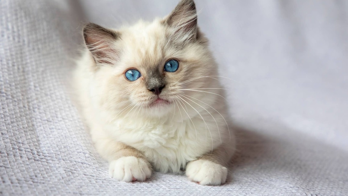 Adventure-Loving Ragdoll Kitten Explores the House Like It's a Whole New World 