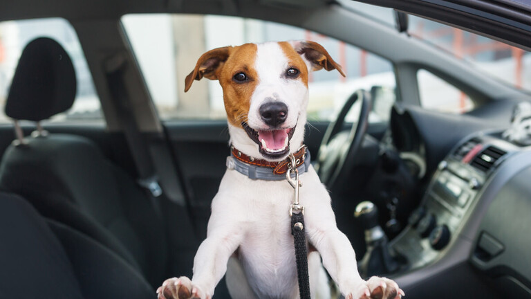 Driving with your dog in Texas? Here’s when you could get a ticket