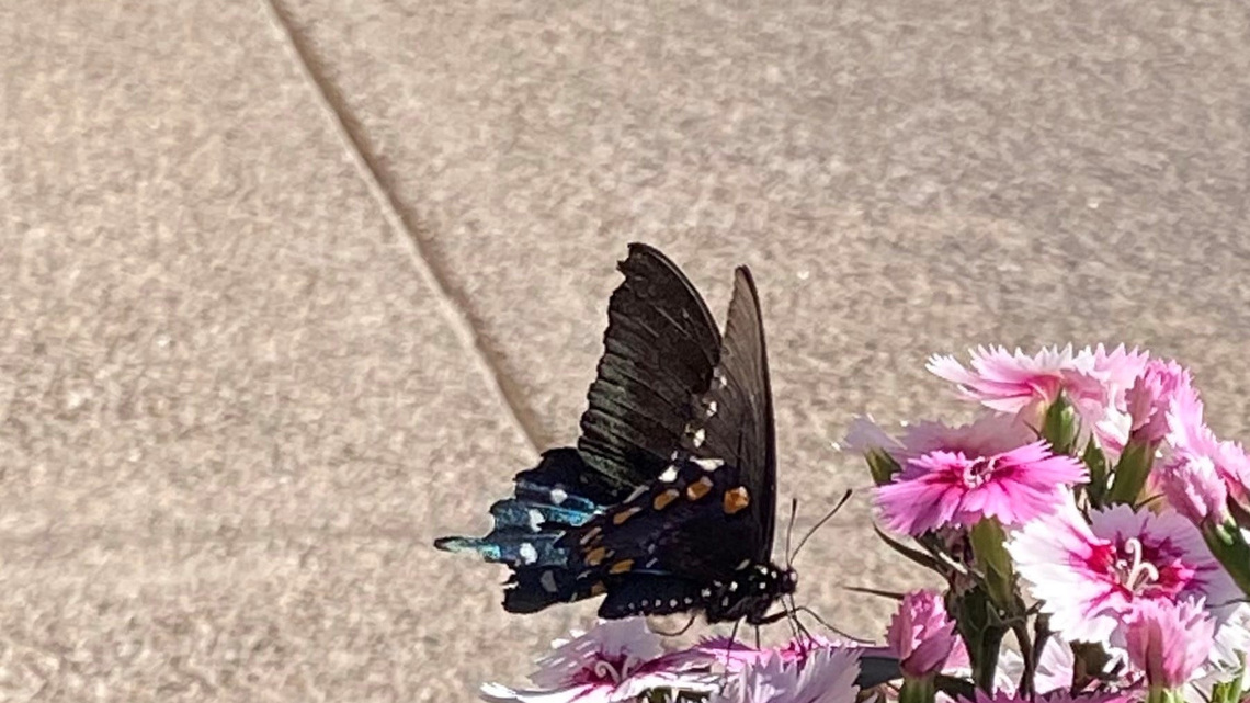 Why Arizona is one of the best states in America for butterflies
