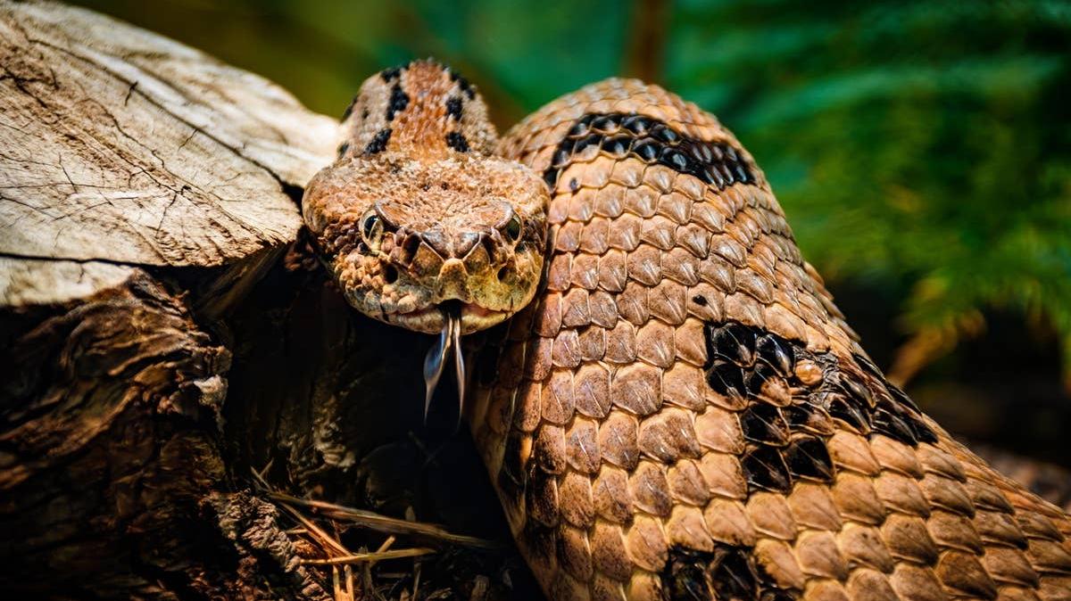 Timber rattlesnakes are native to parts of New Jersey. 